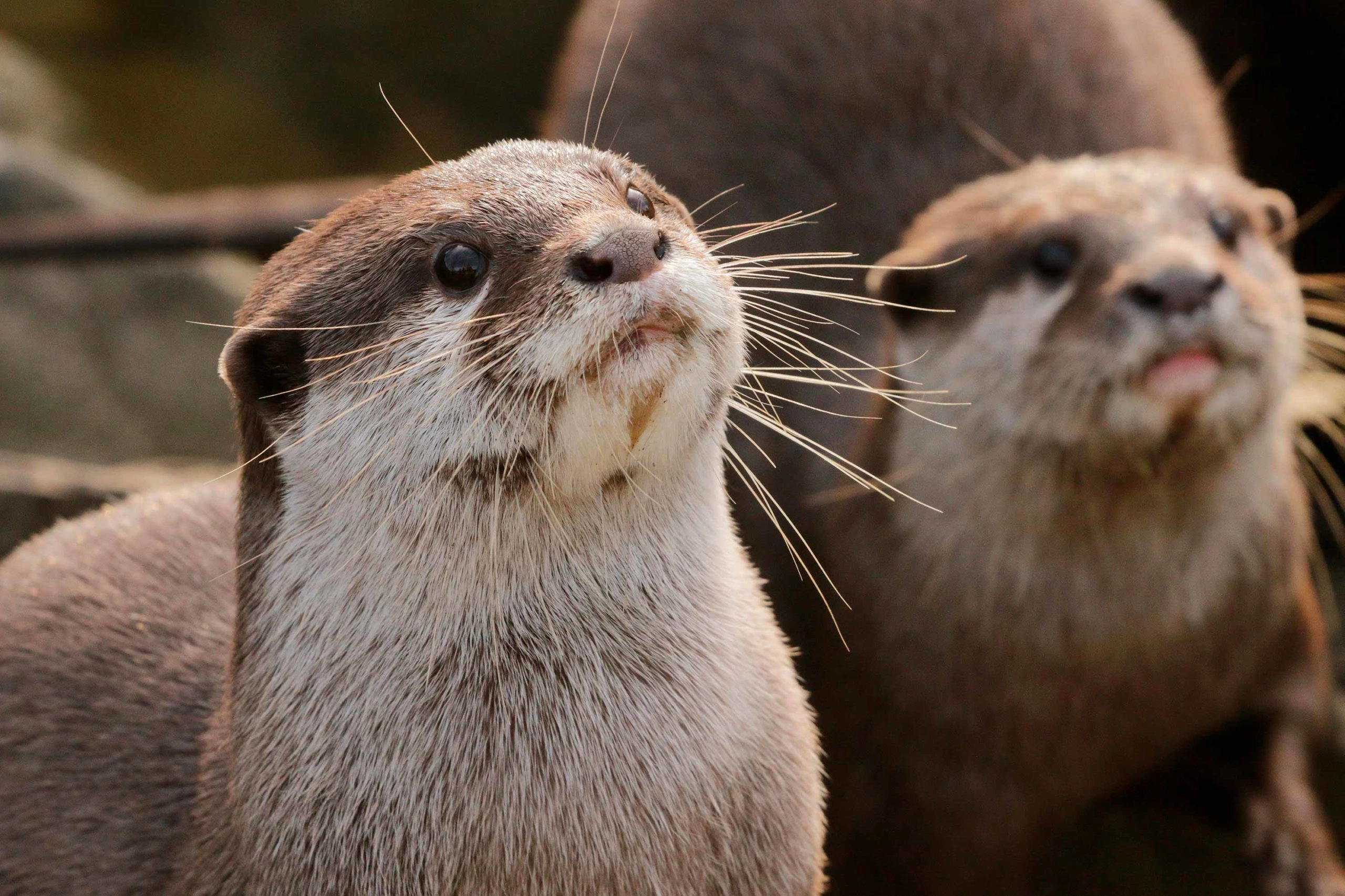 Chañaral de Aceituno: un santuario natural de ballenas, delfines y aves marinas 7 Chañaral de Aceituno