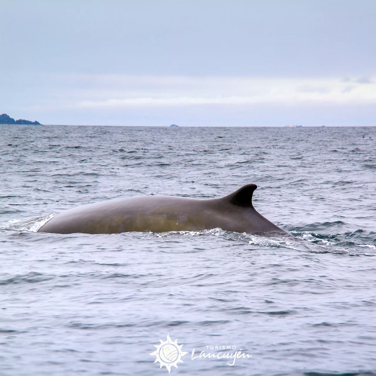 Tours from La Serena 5 Turismo Lancuyen - Whale Watching at Chañaral de Aceituno