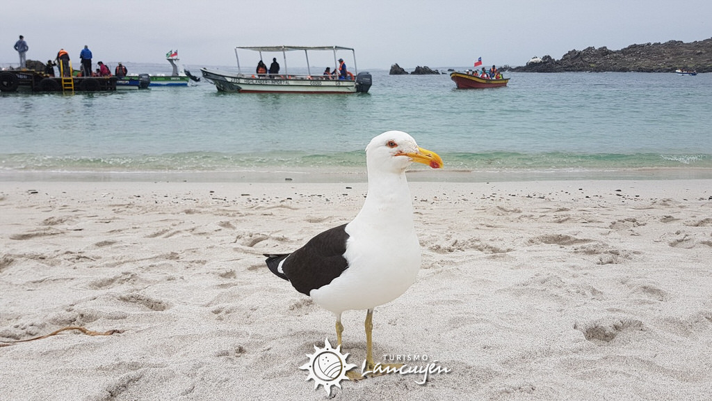 gaviota en playa de isla damas