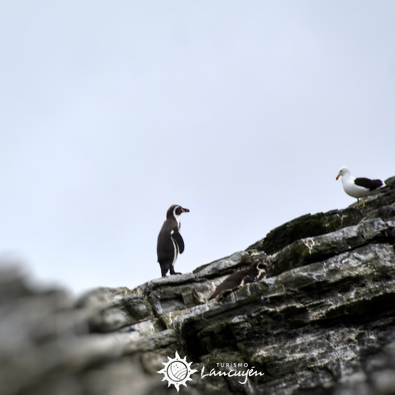 pinguino humboldt tour chanaral de aceituno