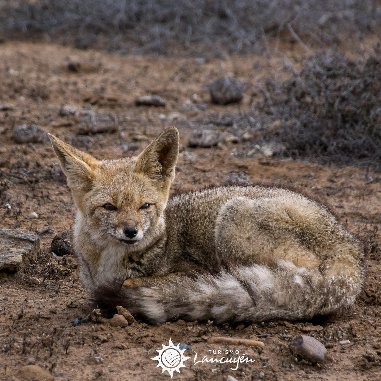 zorro chilla tour chanaral de aceituno