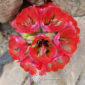Flor Garra de Leon, color rojo, flores del desierto florido en atacama, chile