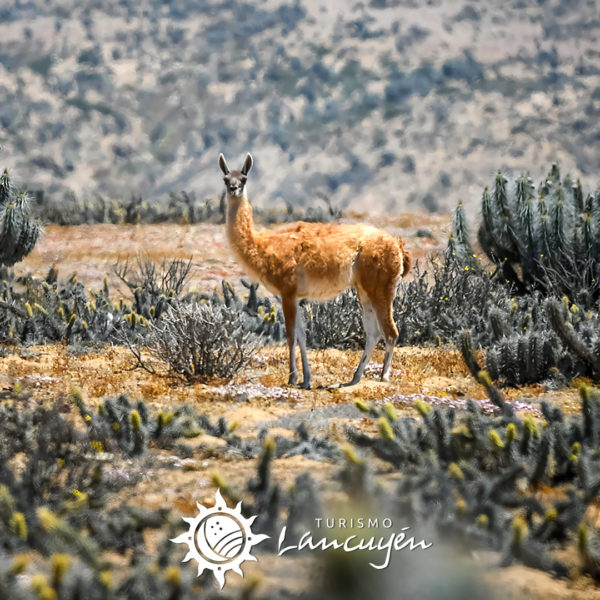 guanaco-2 guanaco-chañaral-de-aceituno-02