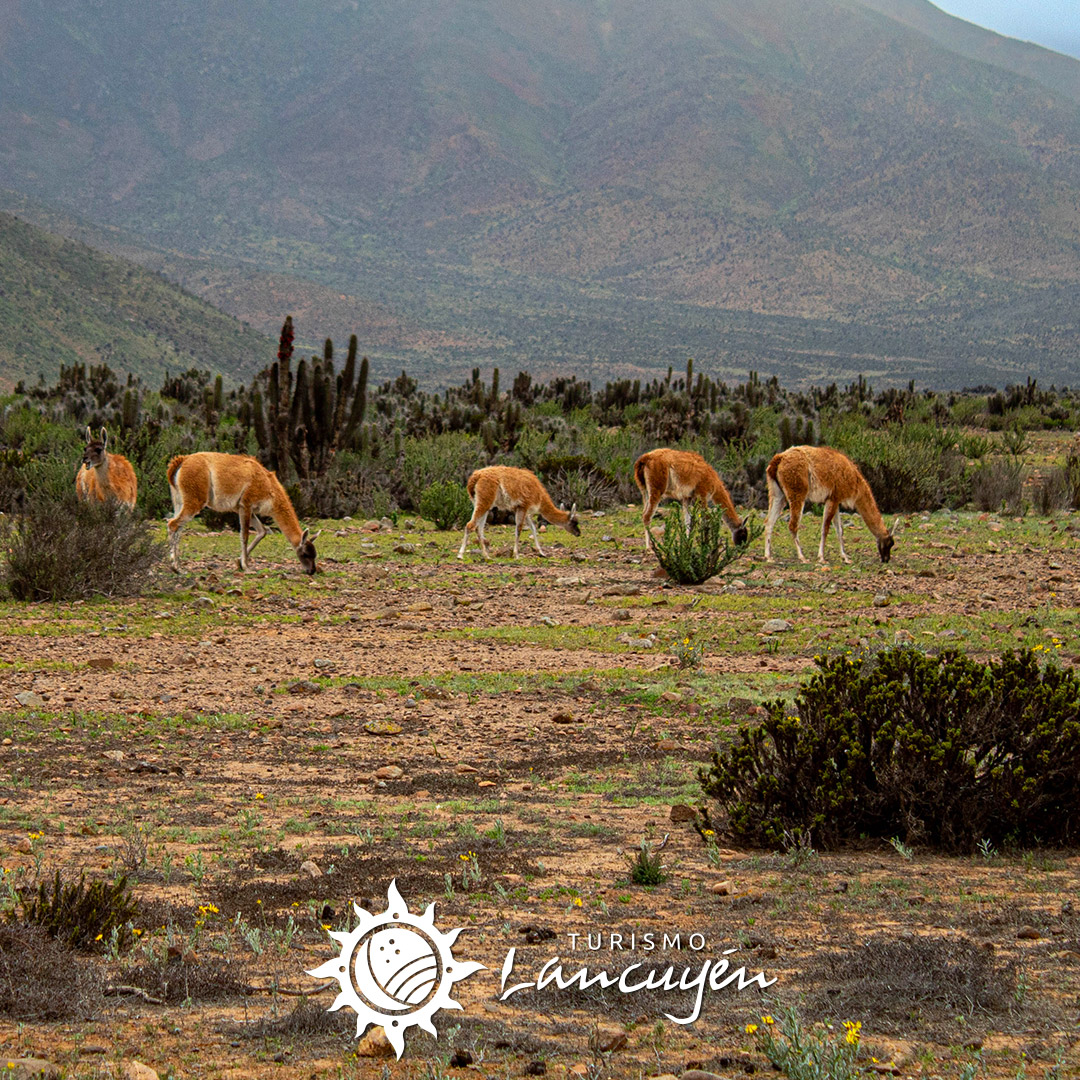 Fauna en Chañaral de Aceituno 65 guanaco-chañaral-de-aceituno-03