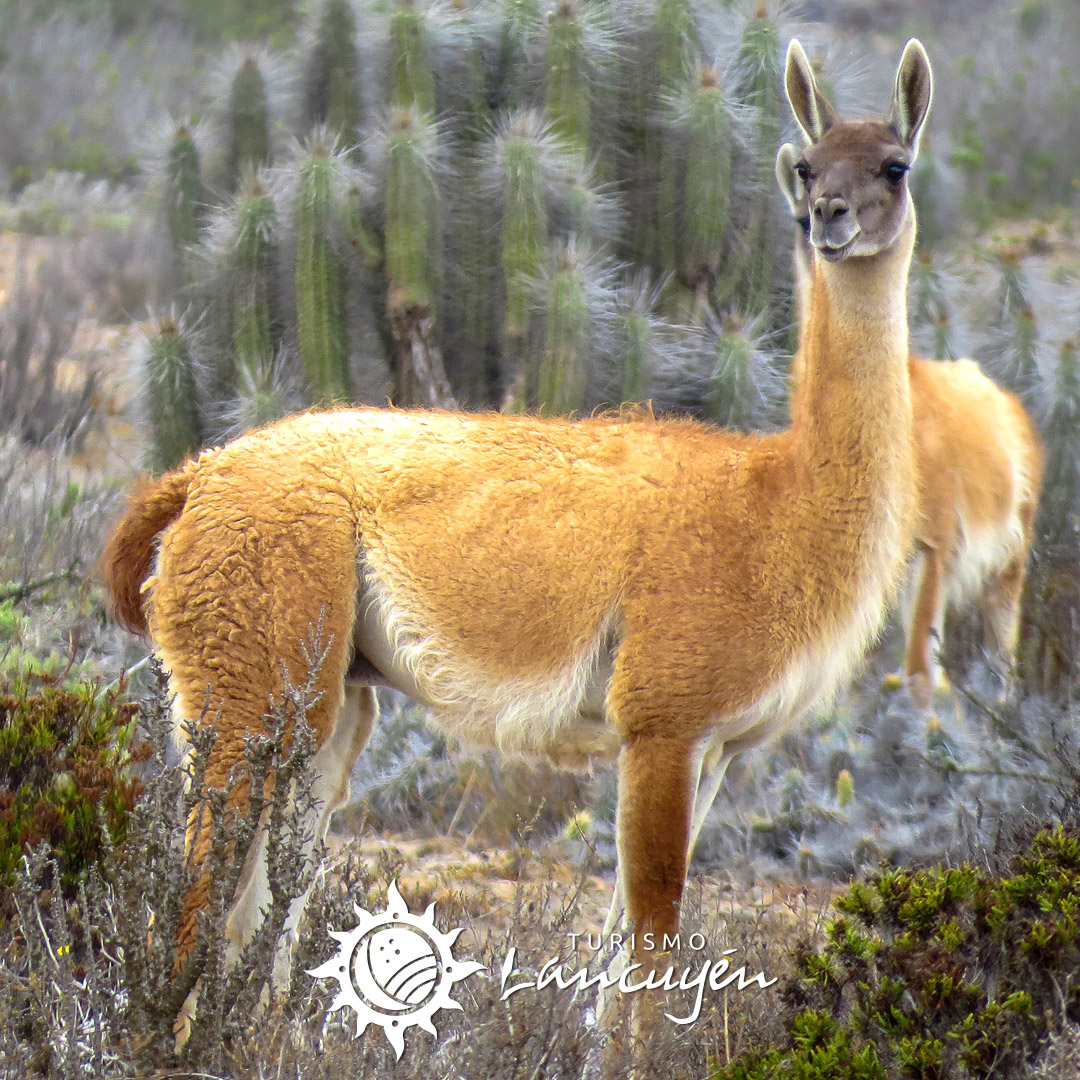 Fauna en Chañaral de Aceituno 62 guanaco-chañaral-de-aceituno-01