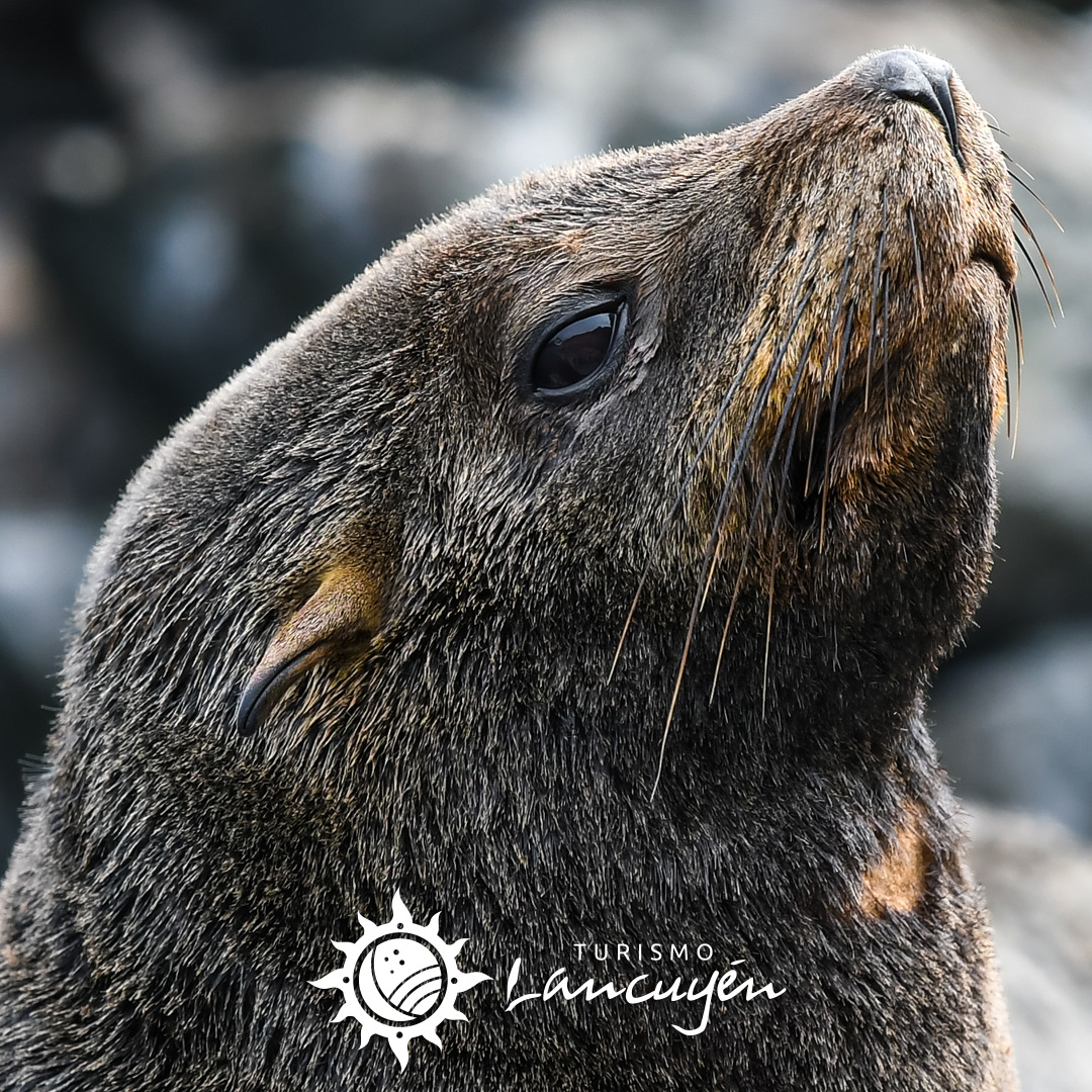 Fauna en Chañaral de Aceituno 1 Turismo Lancuyen - Tour Chañaral de Aceituno