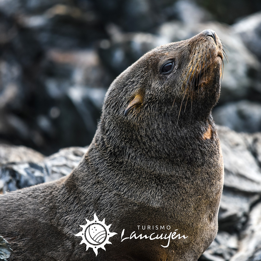 Fauna en Chañaral de Aceituno 2 Turismo Lancuyen - Tour Chañaral de Aceituno