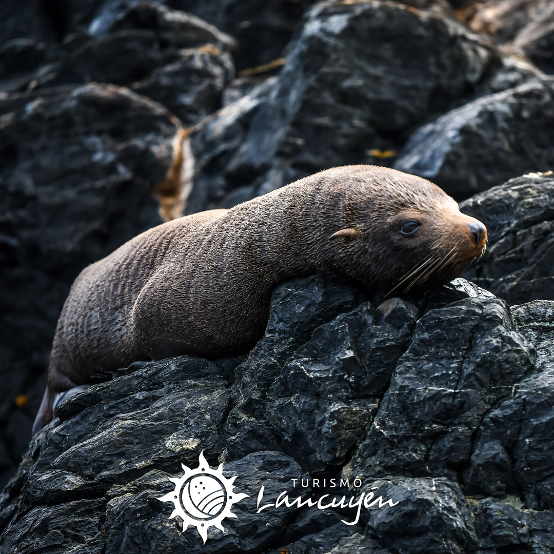 Fauna en Chañaral de Aceituno 3 Turismo Lancuyen - Tour Chañaral de Aceituno