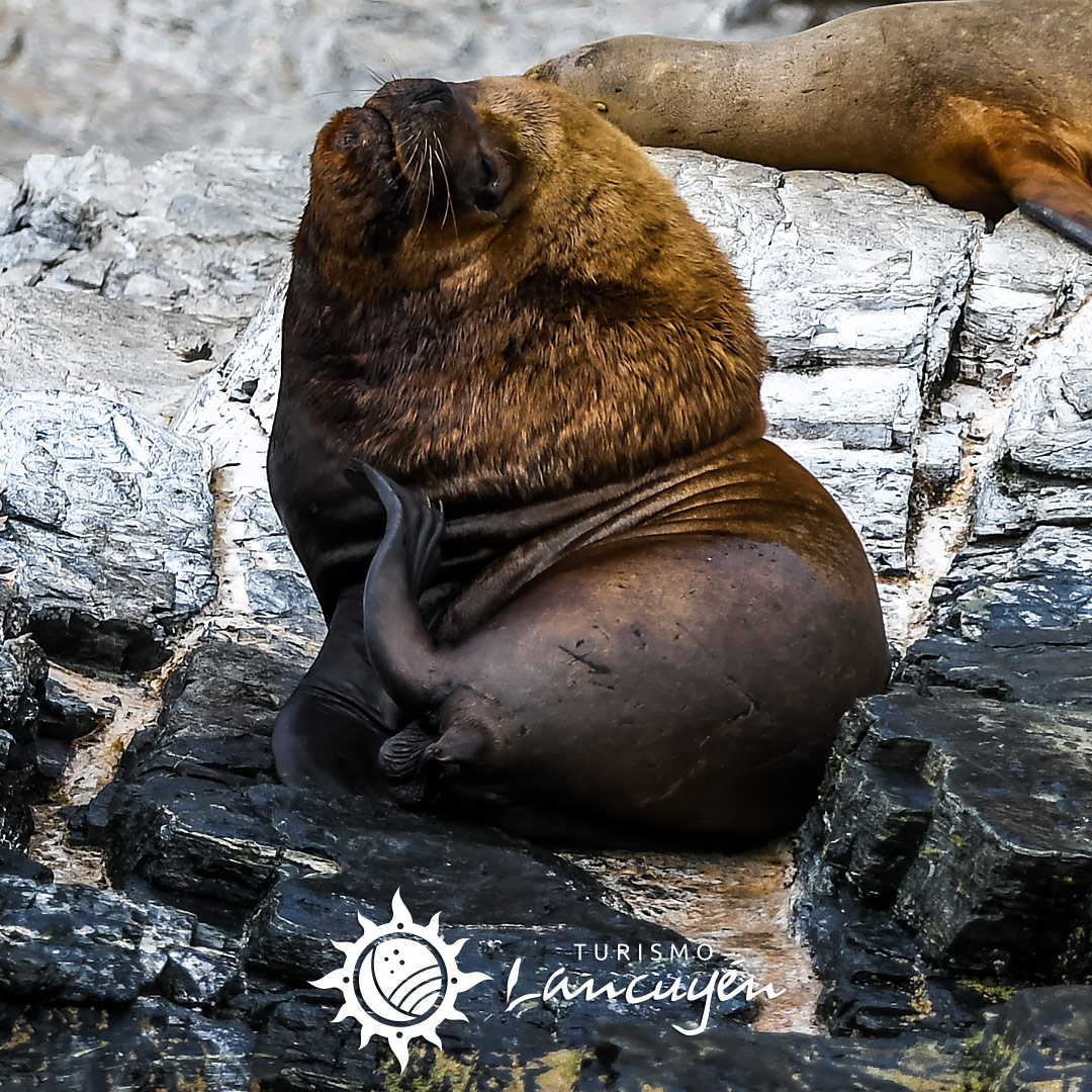 Fauna en Chañaral de Aceituno 11 Turismo Lancuyen - Tour Chañaral de Aceituno