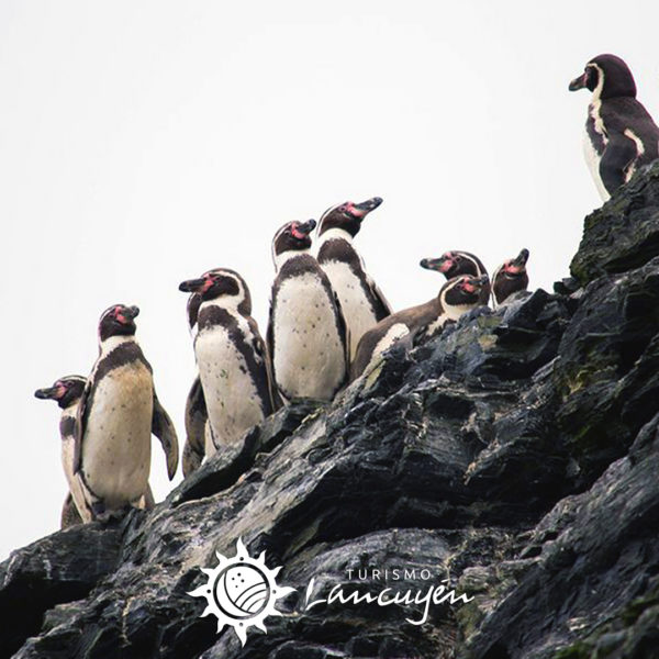 pinguino-de-humboldt-02 Turismo Lancuyen - Tour Chañaral de Aceituno