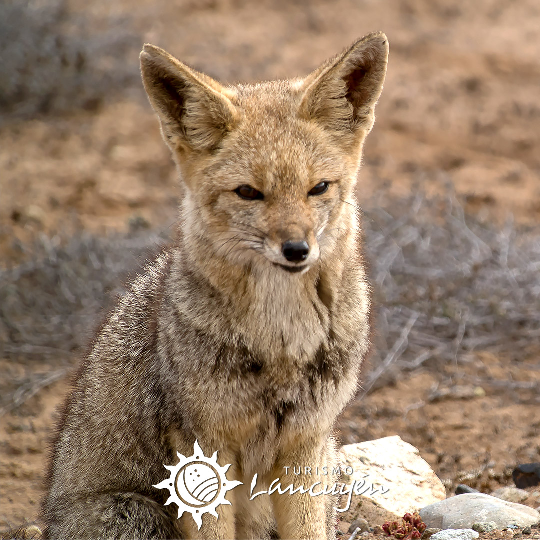 Fauna en Chañaral de Aceituno 53 zorro chilla chanaral de aceituno 02