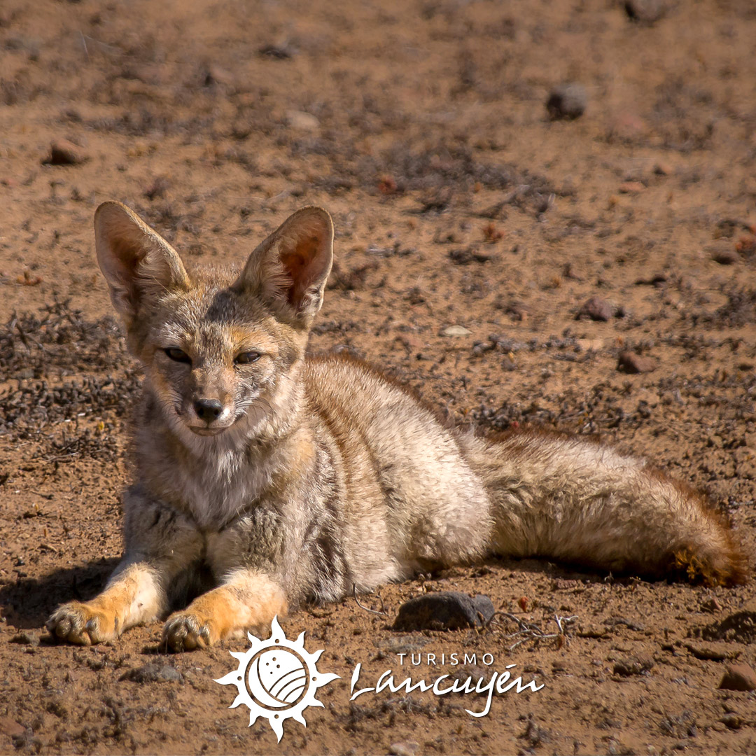 Fauna en Chañaral de Aceituno 55 zorro chilla chanaral de aceituno 04