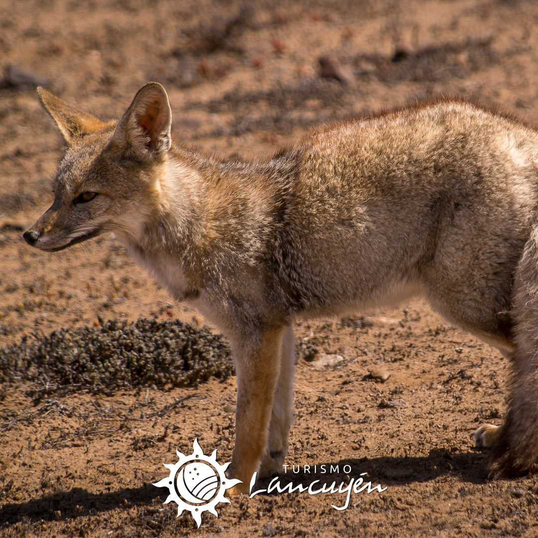 Fauna en Chañaral de Aceituno 56 zorro chilla chanaral de aceituno 05