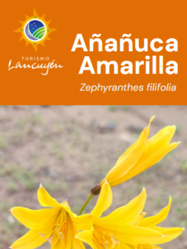Añañuca Amarilla - Flor - Desierto Florido