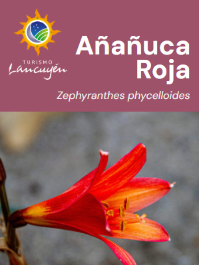 Añañuca Roja - Flor - Desierto Florido