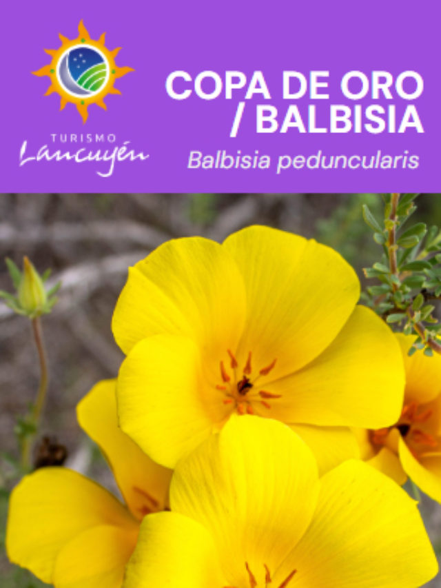 Balbisia - Flor - Desierto Florido