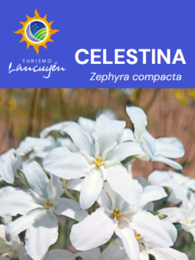 Celestina - Flor - Desierto Florido