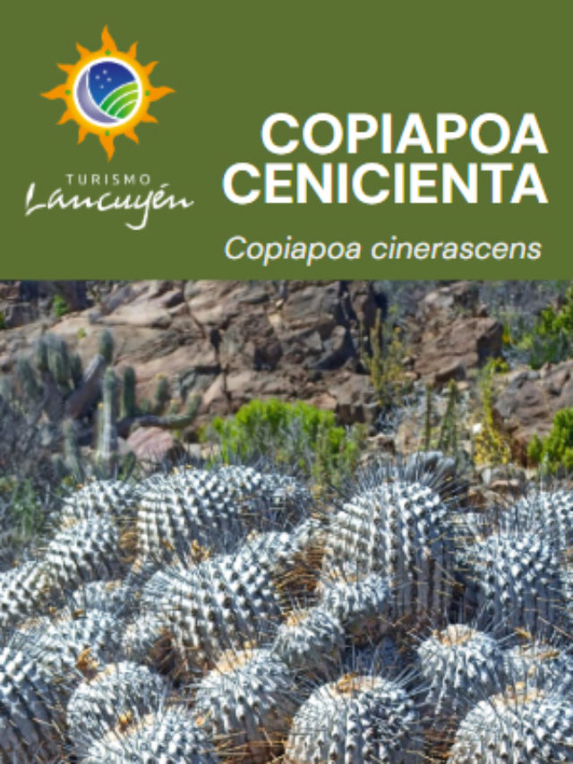 Copiapoa Cenicienta - Flor - Desierto Florido