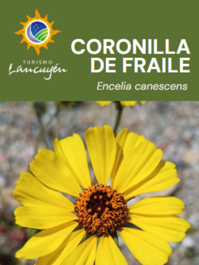 Coronilla de Fraile - Flor - Desierto Florido