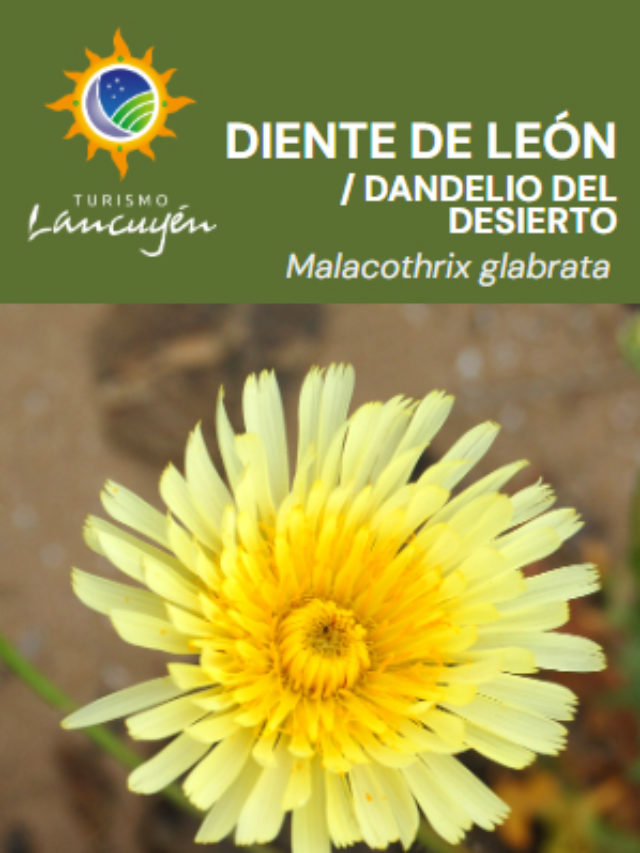 Diente de León del desierto - Flor - Desierto Florido