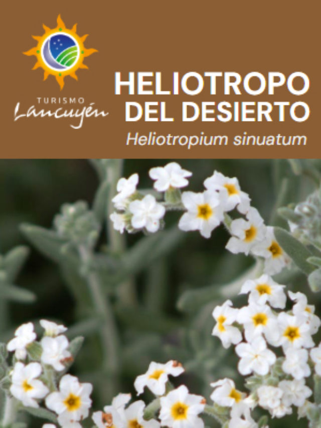 Heliotropo del Desierto - Flor - Desierto Florido