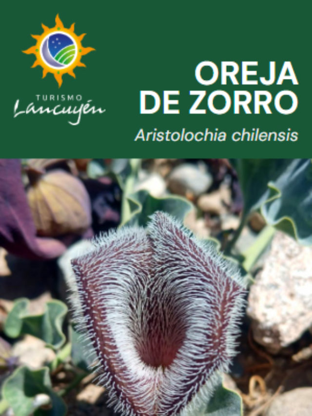 Oreja de Zorro - Flor - Desierto Florido