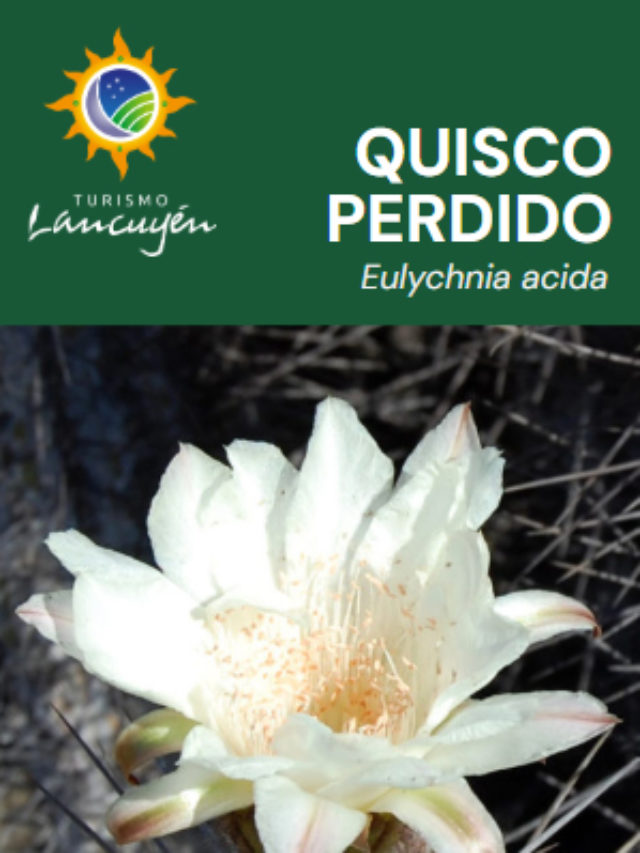Quisco Perdido - Flor - Desierto Florido