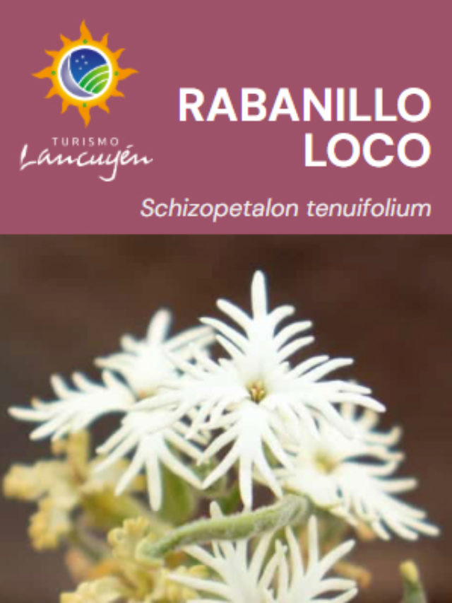 Rabanillo Loco - Flor - Desierto Florido