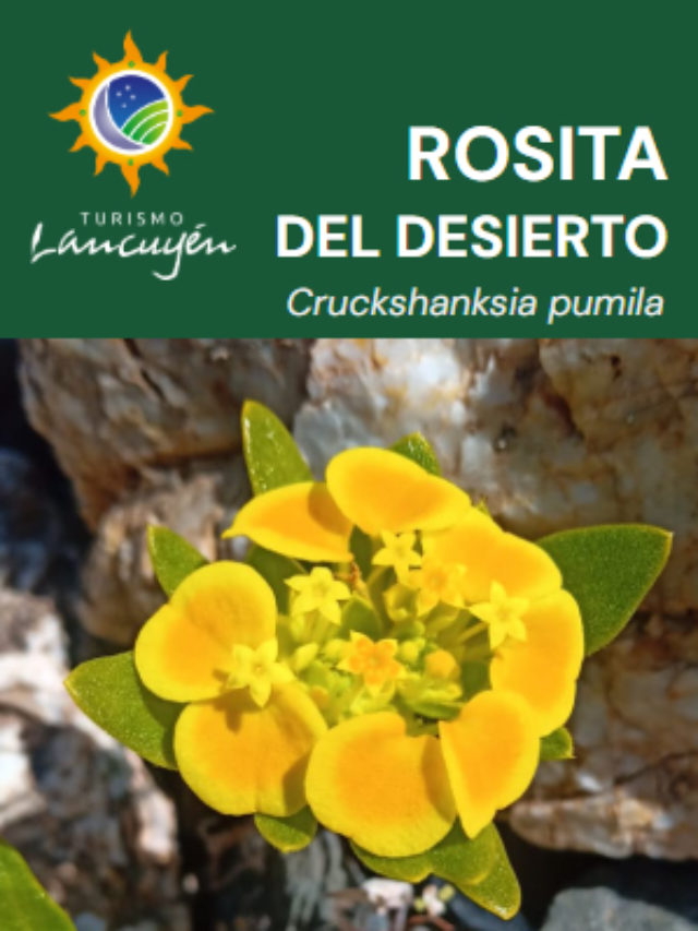 Rosita del Desierto - Flor - Desierto Florido