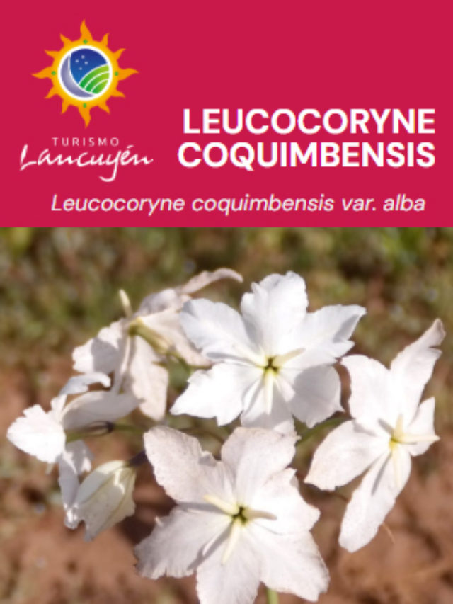 Leucocoryne -coquimbensis - Flor - Desierto Florido