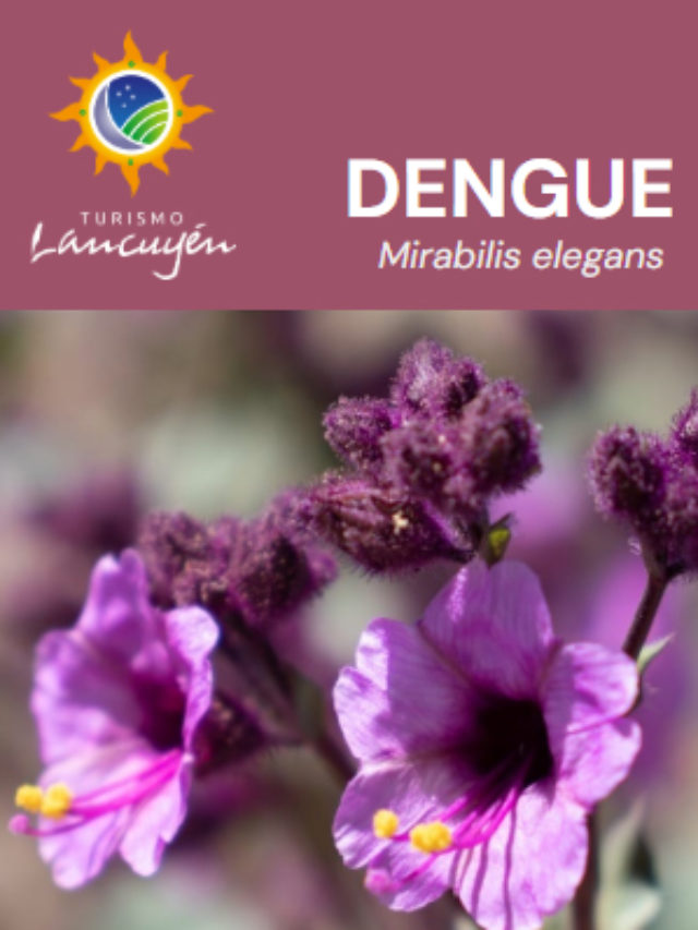 Dengue - Flor - Desierto Florido