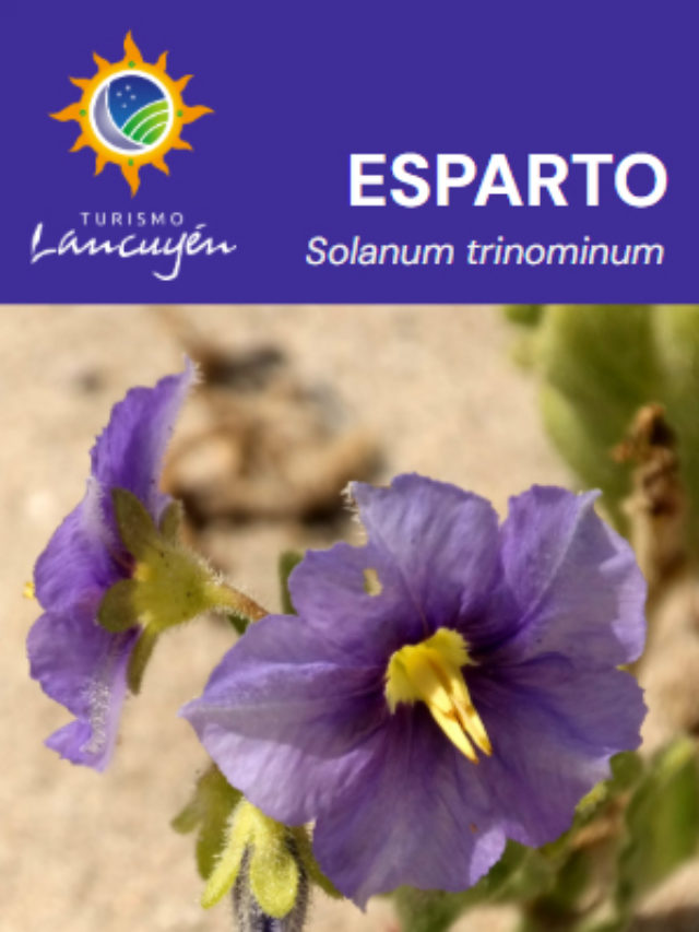 Esparto - Flor - Desierto Florido