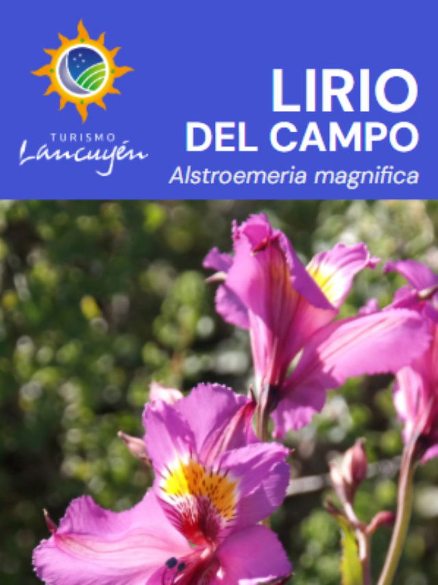 Lirio del campo - Flor - Desierto Florido