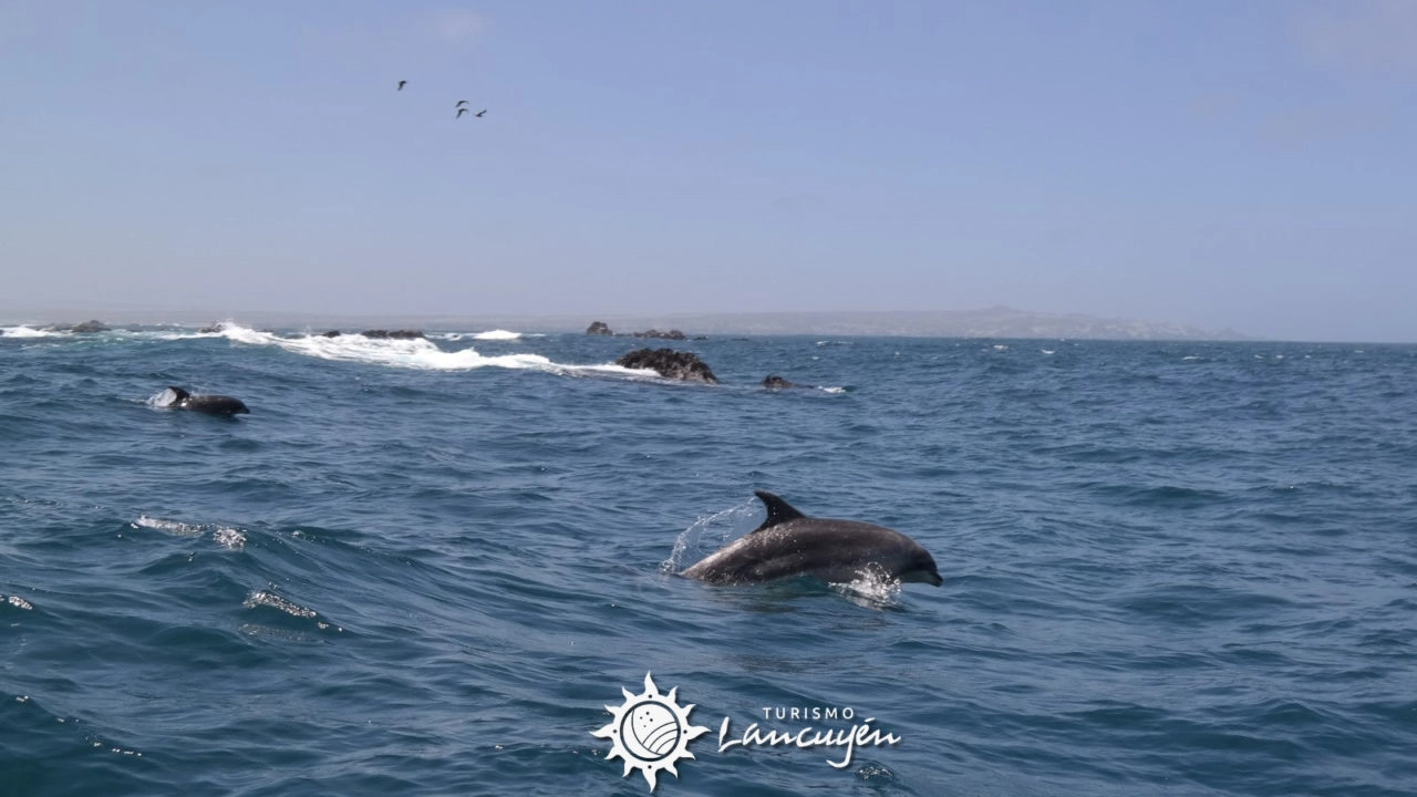 Delfines Nariz de Botella en Chañaral de Aceituno