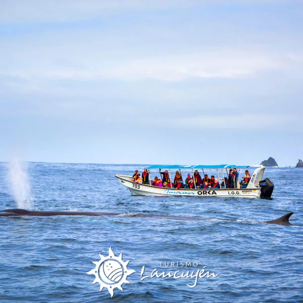Tour Avistamiento de Ballenas en Chañaral de Aceituno