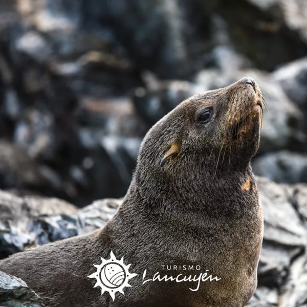 Damas Island Tour - Turismo Lancuyén