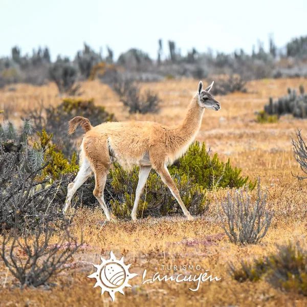 Damas Island Tour - Turismo Lancuyén