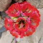 Flor Garra de Leon, color rojo, flores del desierto florido en atacama, chile