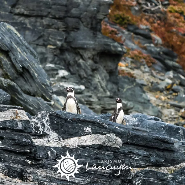 Damas Island Tour - Turismo Lancuyén