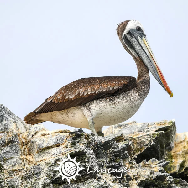 Damas Island Tour - Turismo Lancuyén