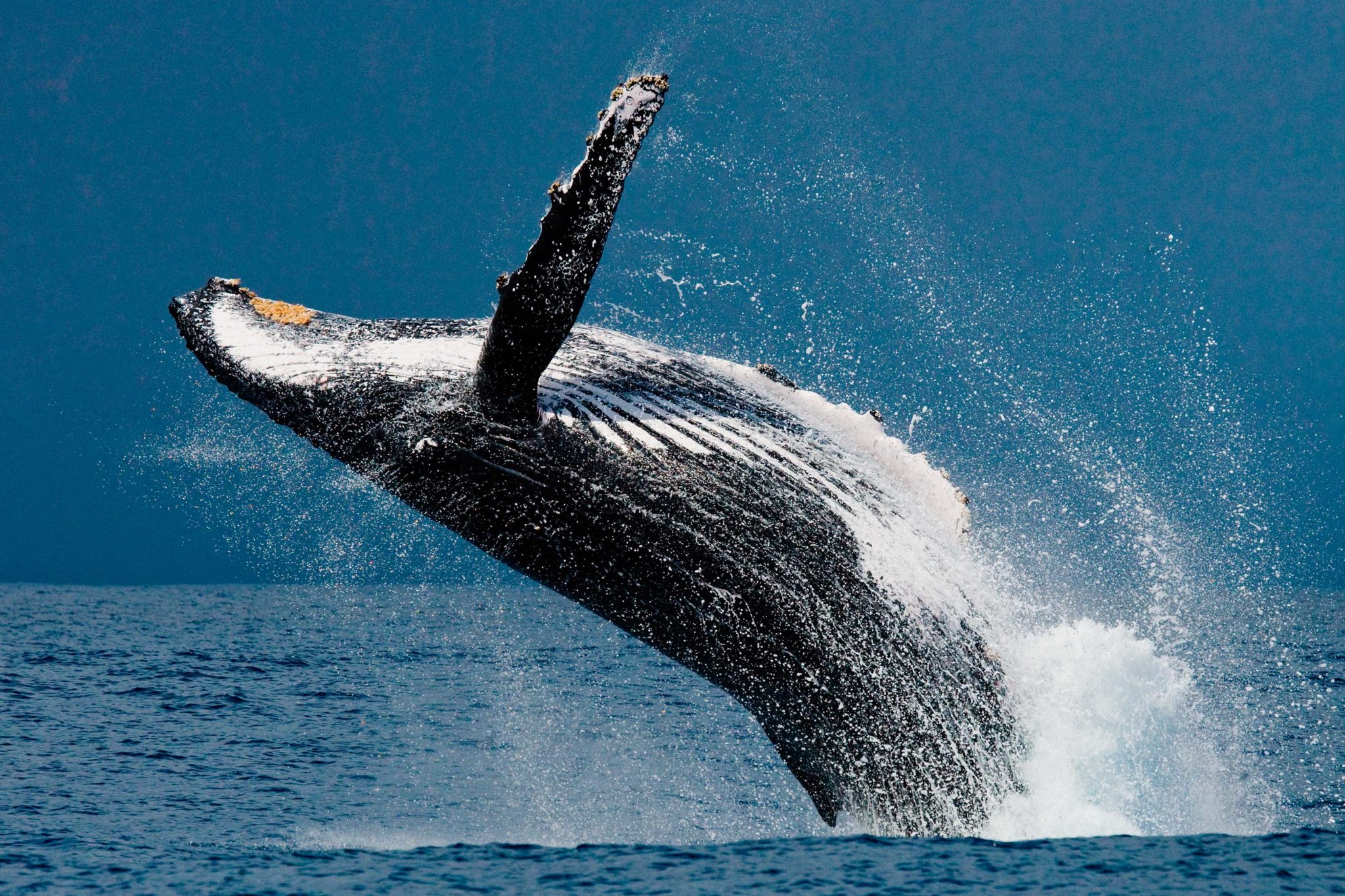 Chañaral de Aceituno: un santuario natural de ballenas, delfines y aves