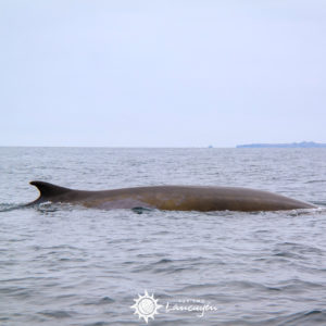 Avistamiento de Ballenas en Chañaral de Aceituno