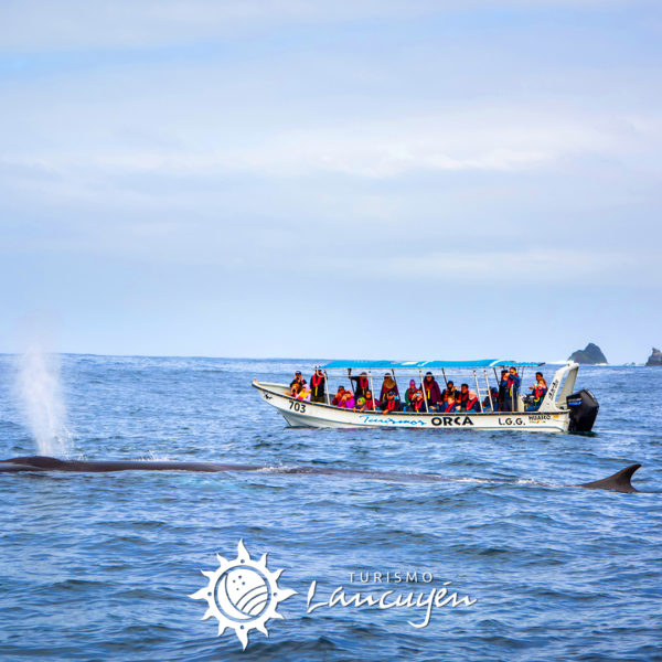 Tour Avistamiento de Ballenas en Chañaral de Aceituno