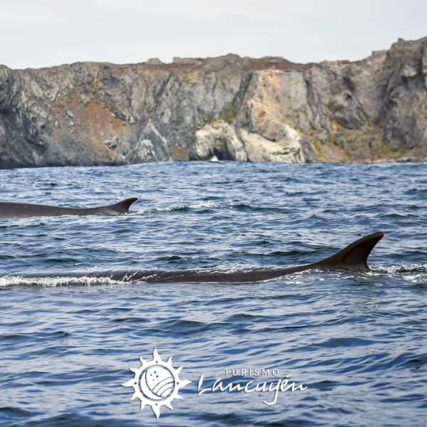 Tour Isla Damas - Turismo Lancuyén