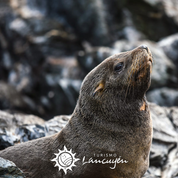 Tour Isla Damas - Turismo Lancuyén