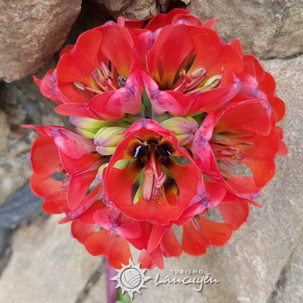 Flor Garra de Leon, color rojo, flores del desierto florido en atacama, chile