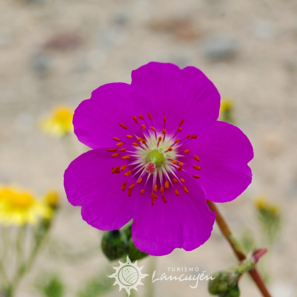 Flor Pata de Guanaco, Flores del Desierto Florido, Atacama, Chile