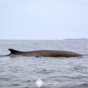 Turismo Lancuyen - Tour Avistamiento de Ballenas en Chañaral de Aceituno