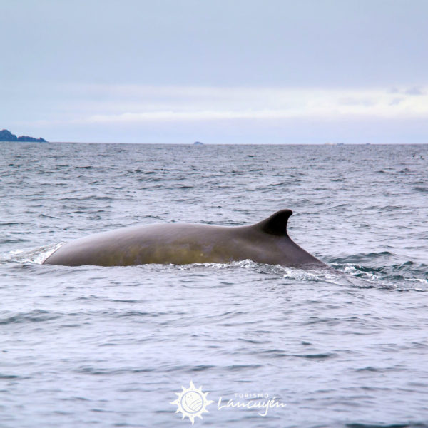 Turismo Lancuyen - Tour Avistamiento de Ballenas en Chañaral de Aceituno