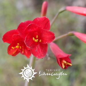 Tour Desierto Florido, La Serena